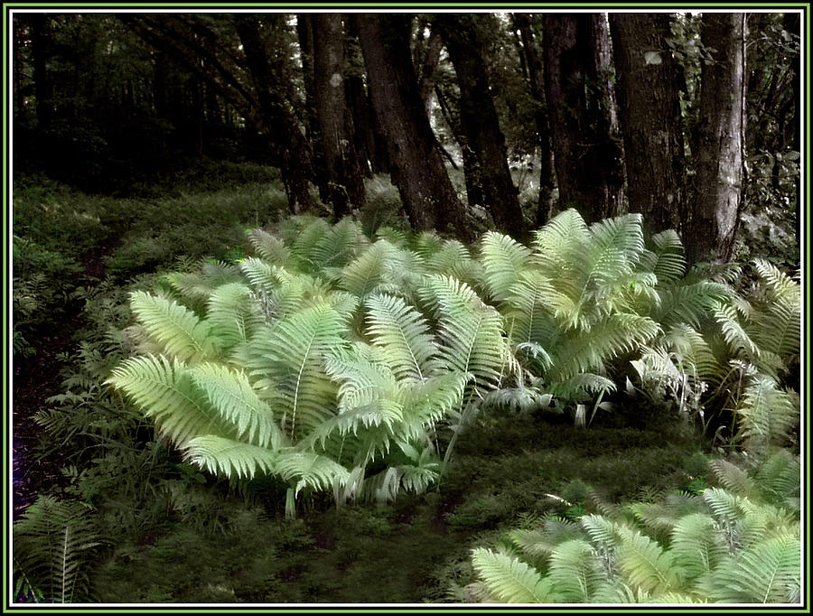 Ostrich Ferns in Langdon Woods Photograph by Wayne King