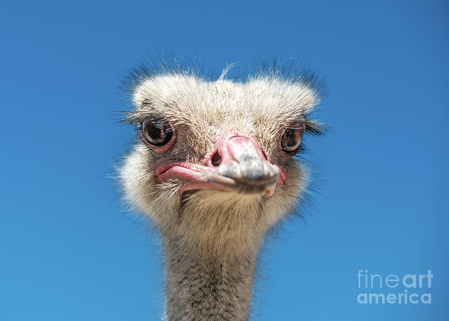 Ostrich Photograph - Ostrich Headshot by Jamie Pham