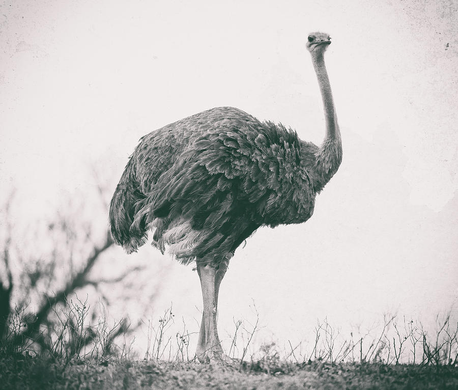 Ostrich II Photograph