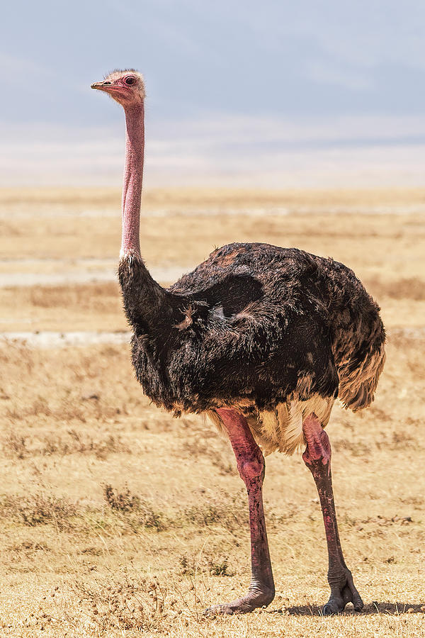 Ostrich in Tanzania Photograph by Betty Eich