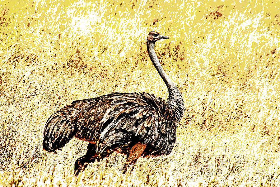 Ostrich in Tanzania Digital Art by Bruce Block Ostrich in Tanzania Digital Art by Bruce Block