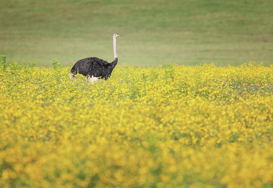 Ostrich in the Flowers Tanzania Africa Photograph by Joan Carroll