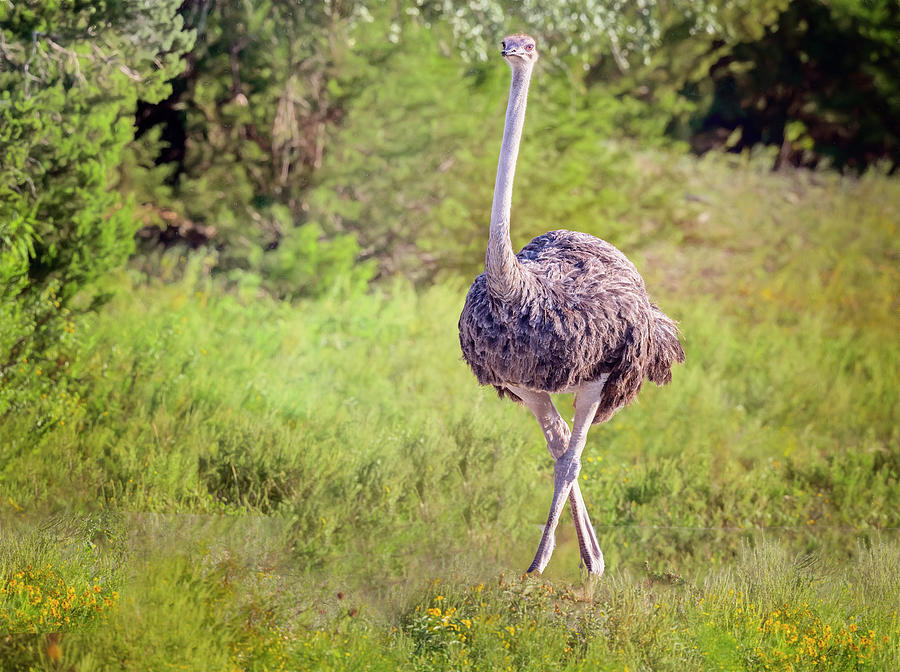 Ostrich Photograph by Joan Carroll
