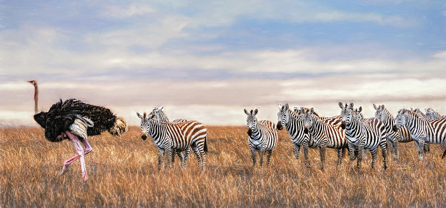 Ostrich Leading the Zebras in Tanzania Photograph by Betty Eich