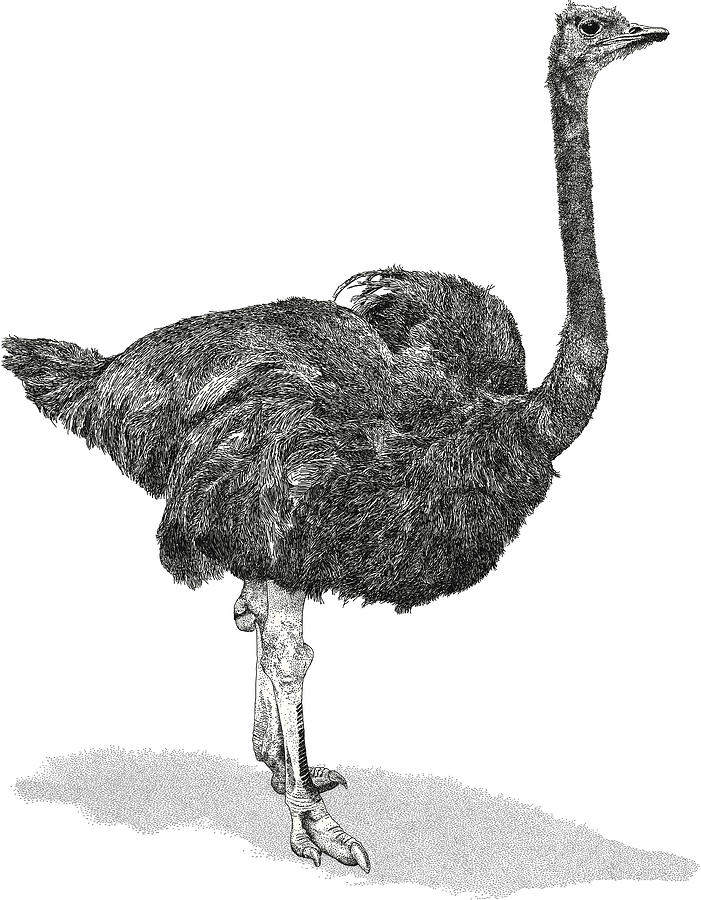 Ostrich Drawing by MattGrove