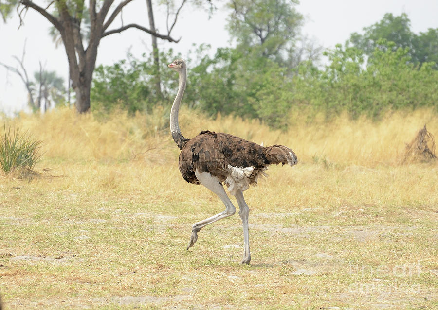 Ostrich On The Run, Botswana. Photograph by Tom Wurl