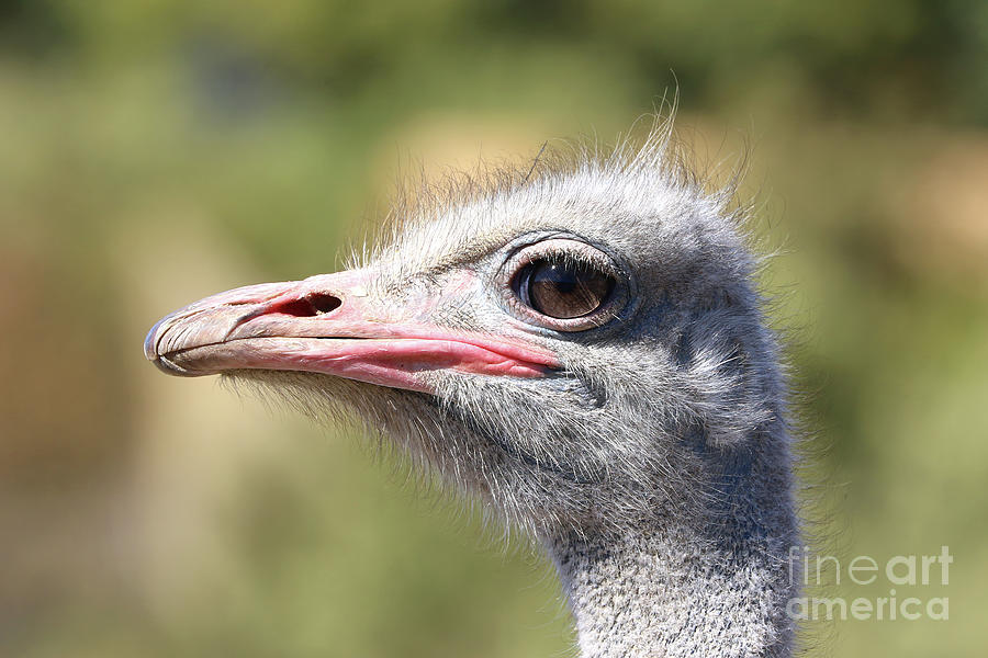 Ostrich Profile Photograph by Vivian Krug Cotton