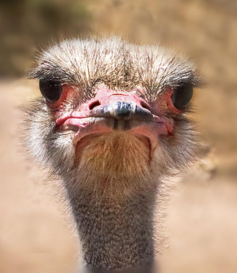 Ostrich Staredown Photograph by Laura Putman