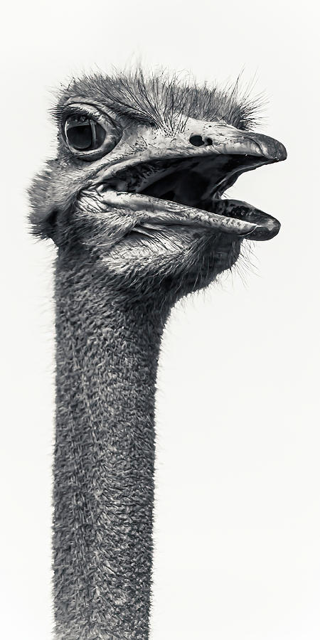 OSTRICH Struthio camelus Photograph by Keith Carey