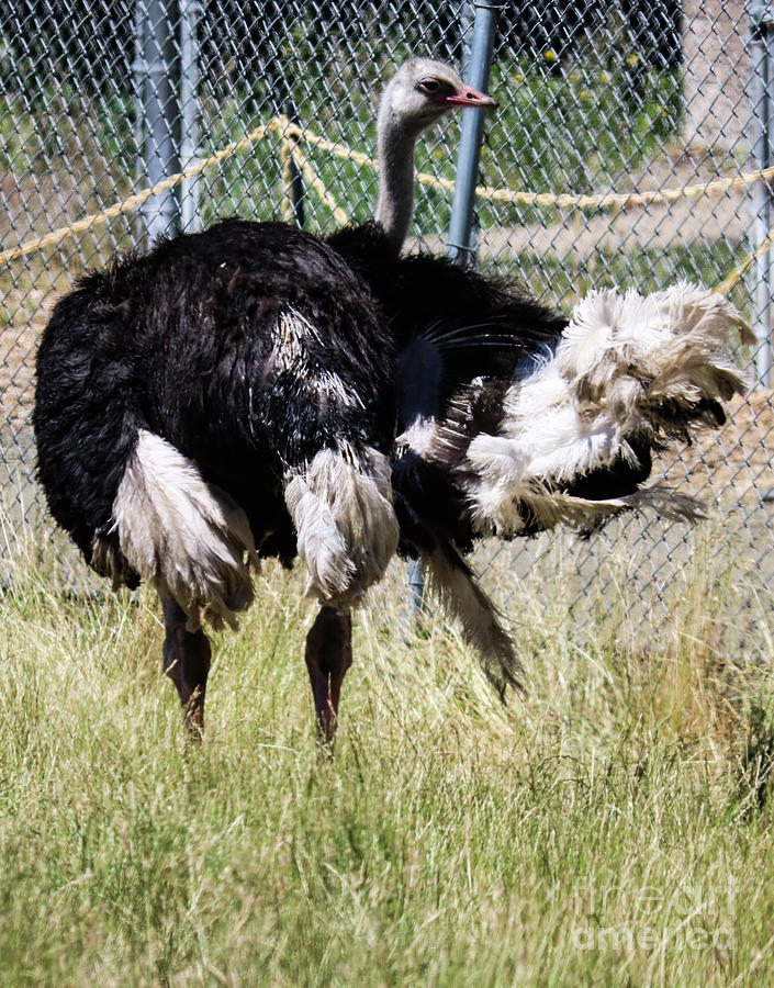 Ostrich Photograph by Suzanne Luft