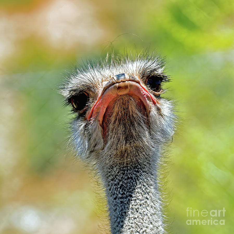 Ostrich Photograph by Tom Watkins PVminer pixs