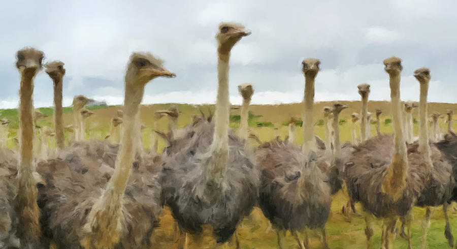 Ostriches Painting by Gary Arnold