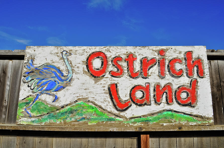 Ostrichland U.S.A. Photograph by Kyle Hanson