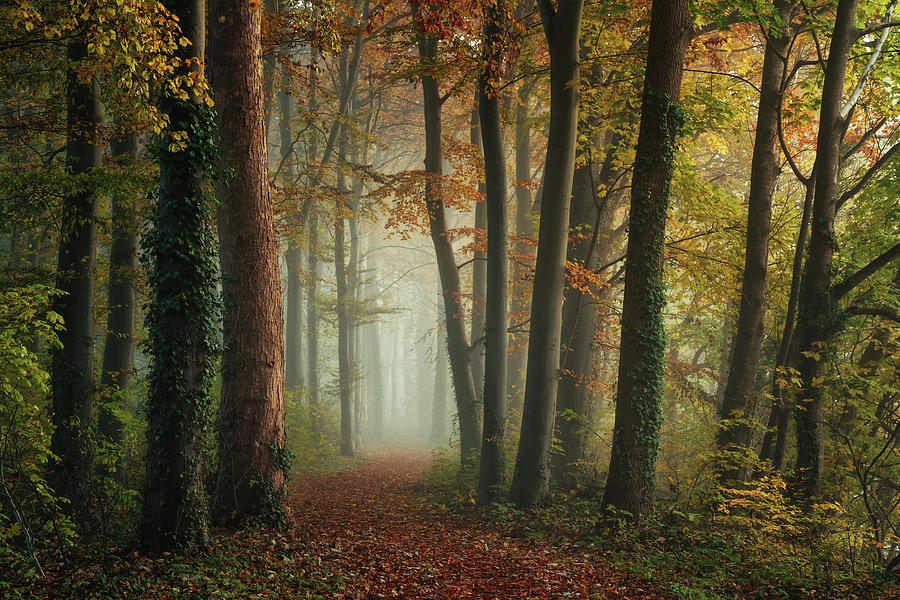 Otherworldly Photograph by Martin Podt