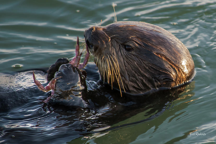 Otter and Crab Photograph by Bill Roberts
