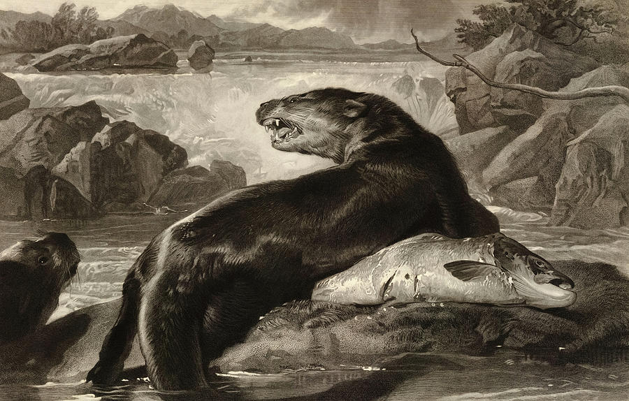 Edwin Landseer Painting - Otter and Salmon by Edwin Landseer