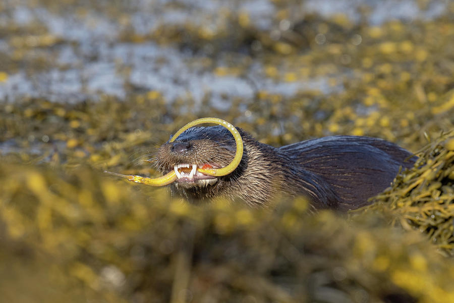 Otter And The Pipefish Photograph by Pete Walkden