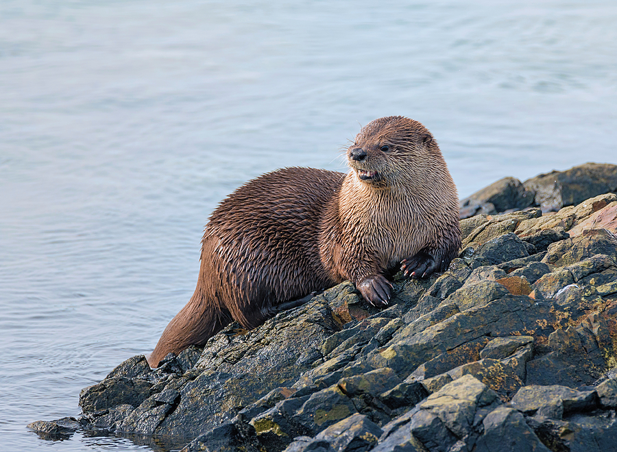 Otter Ashore Photograph by Loree Johnson