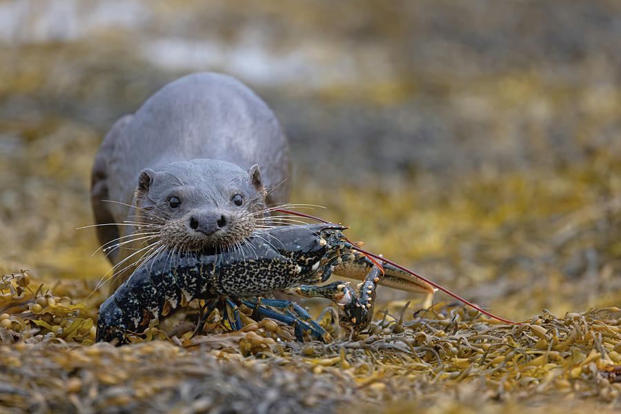 Otter Bringing Ashore A Lobster Photograph by Pete Walkden