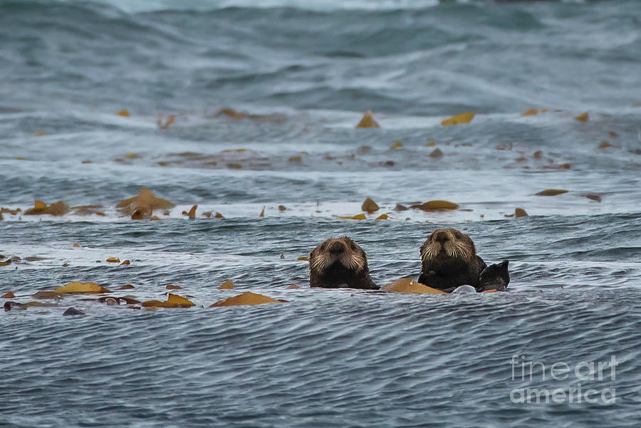 Otter Buddies Photograph by Nancy Gleason