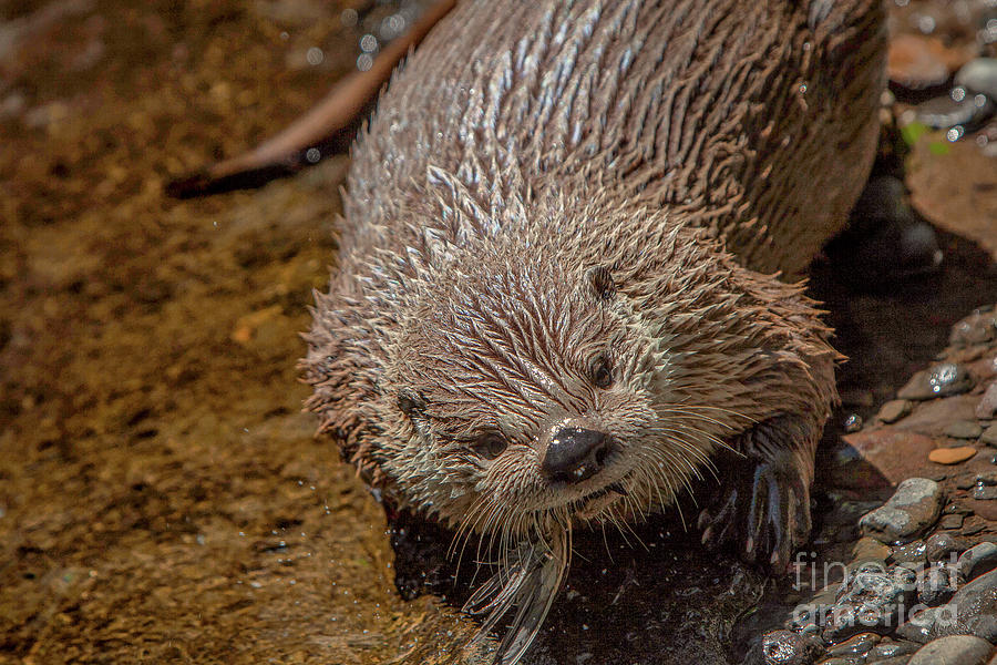 Otter Closeup Photograph by David Millenheft