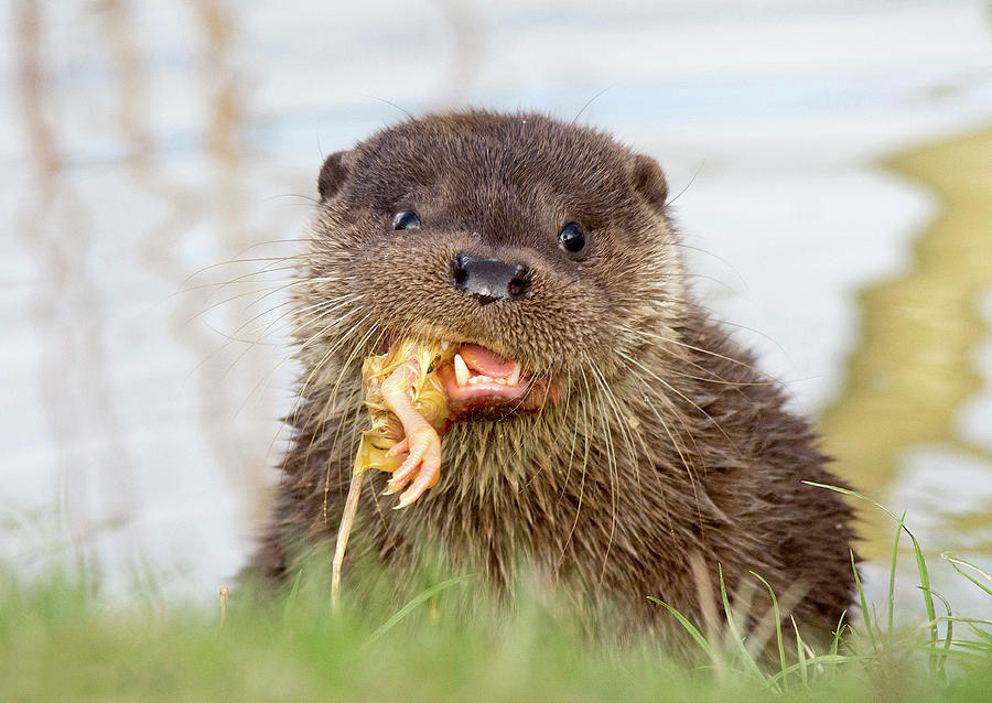 Otter cub feeding time Photograph by Gareth Parkes
