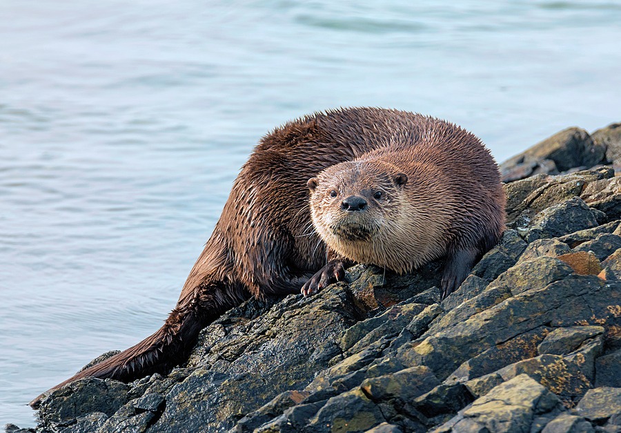 Wildlife Photograph - Otter Curiosity by Loree Johnson