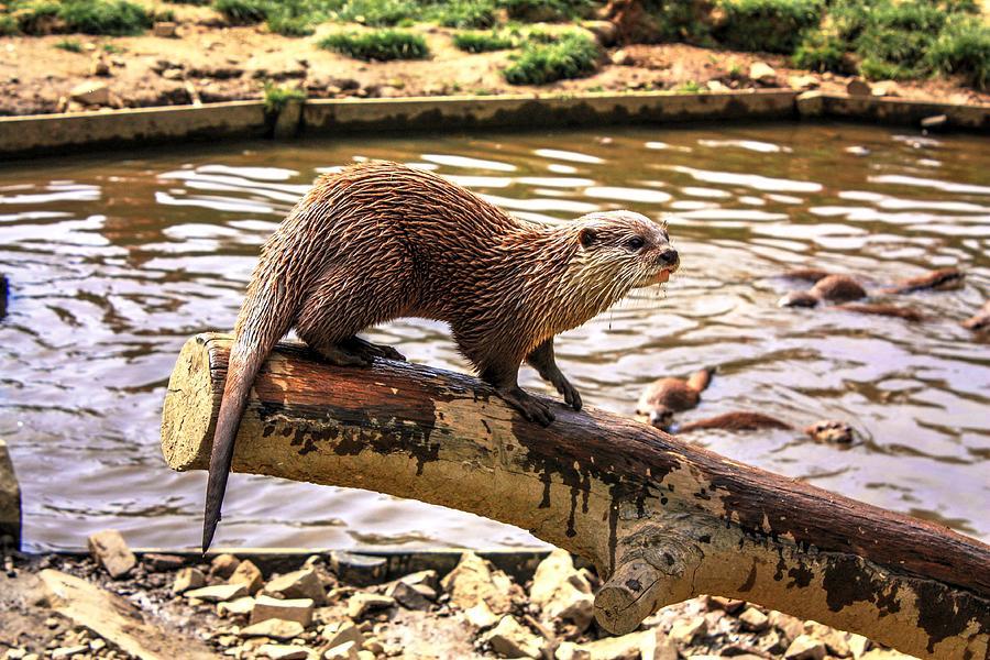 Otter Photograph by David Matthews