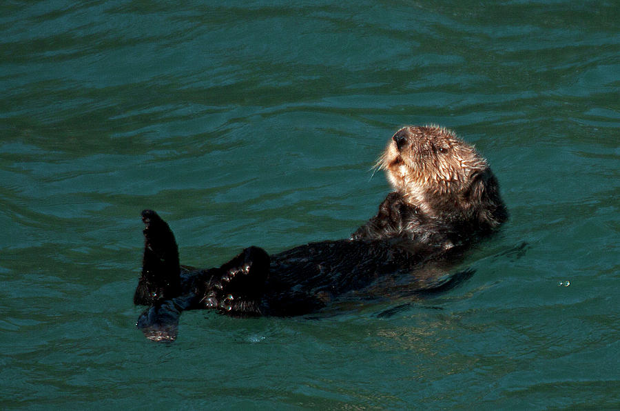 Otter Daze Photograph by Doug Davidson