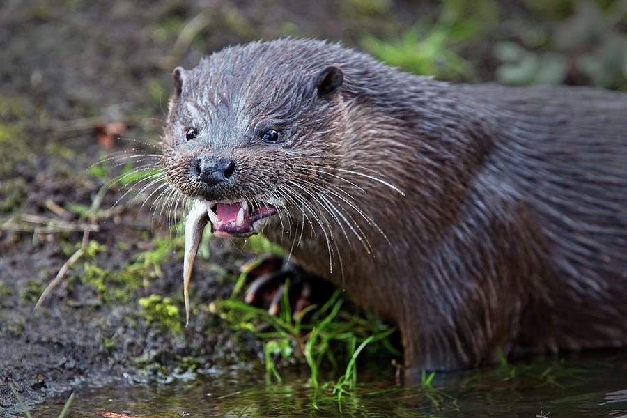 Otter eating a fish Photograph by Tony Mills