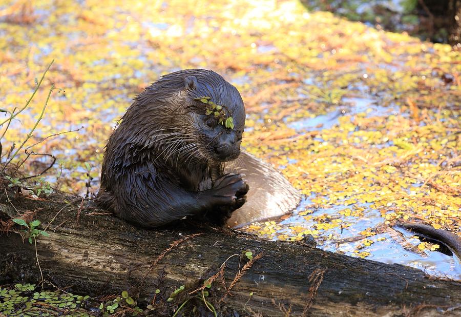 Otter Eating Fish Photograph by Mingming Jiang