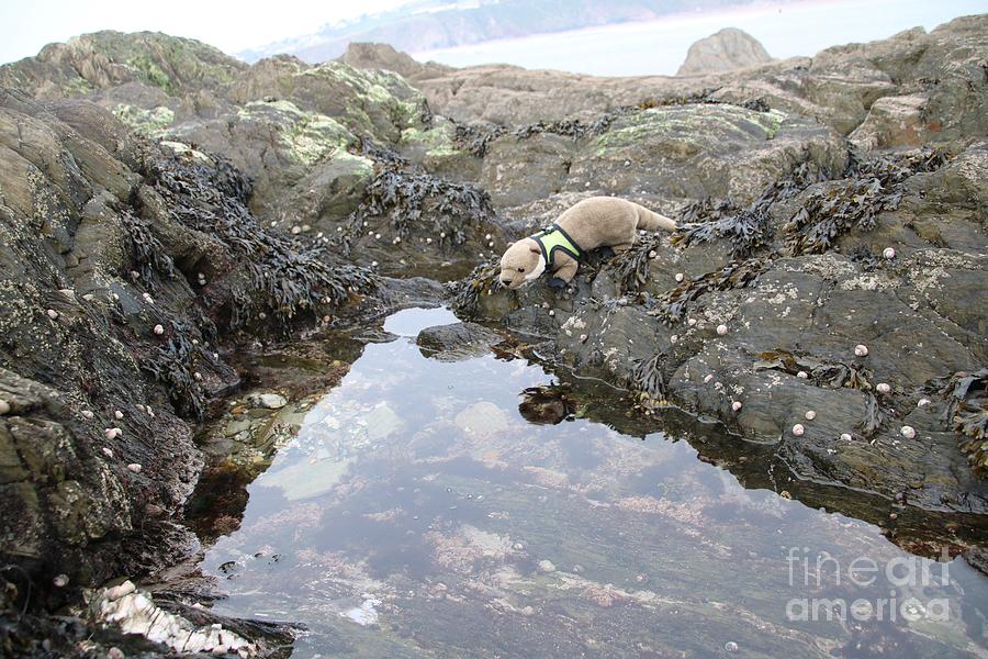 Otter Photograph - Otter Exploring rock pools at Bantham beach by David Keene