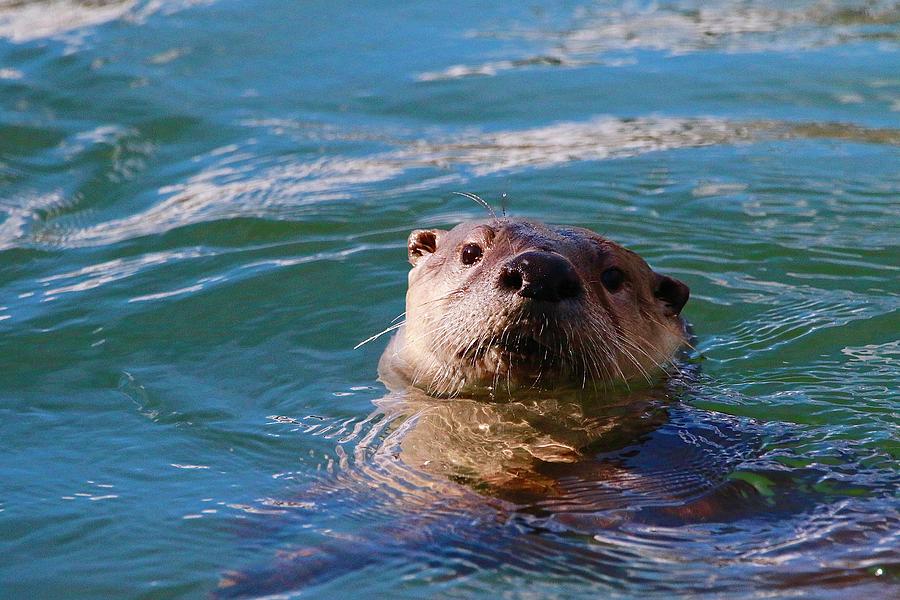 Otter Eyes Photograph by Nolan Darr - Fine Art America