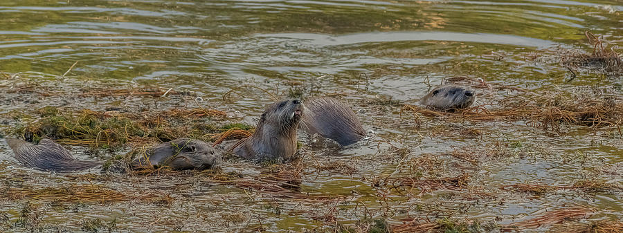 Otter Family Fishing Photograph by Yeates Photography