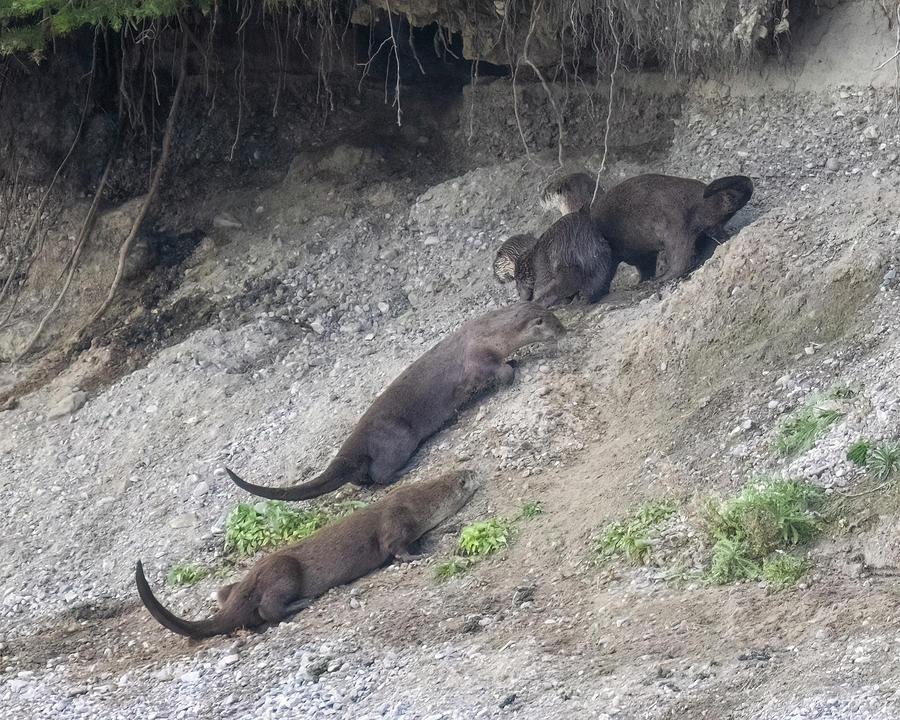 Otter Family in Front of Den Photograph by Belinda Greb
