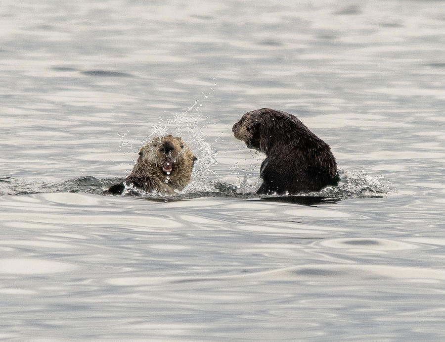 Otter fight Photograph by David Kirby