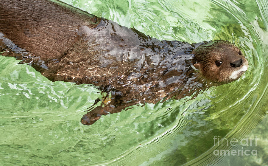 Otter having a Swim Photograph by Ruth Jolly