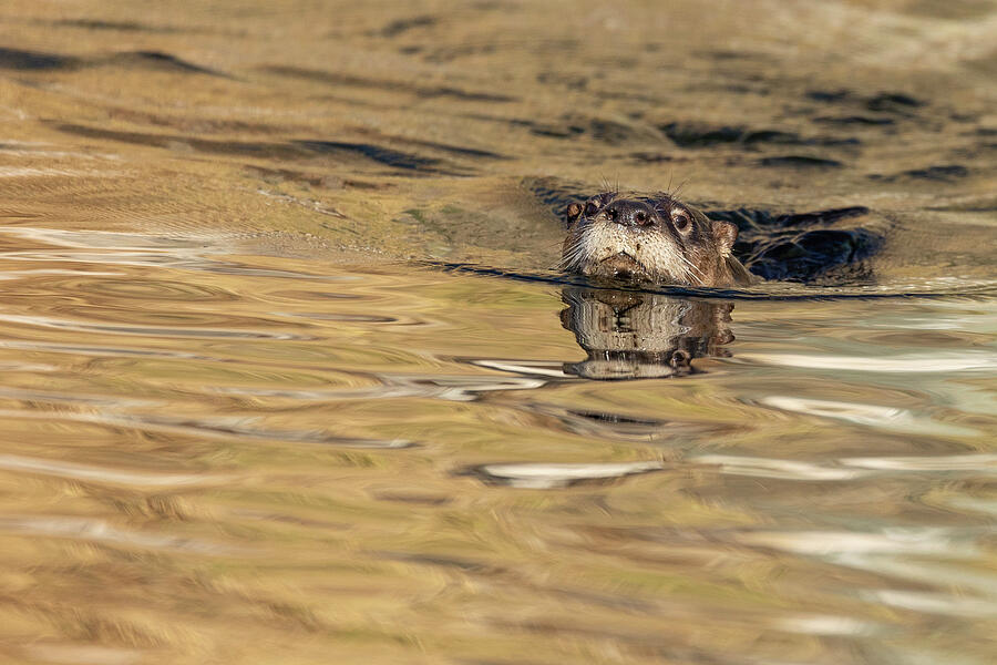 Otter Hello Photograph by Sue Cullumber