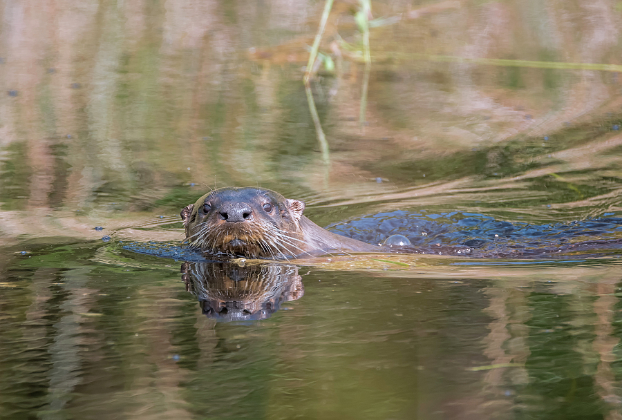 Otter Photograph - Otter in the Marsh by Loree Johnson