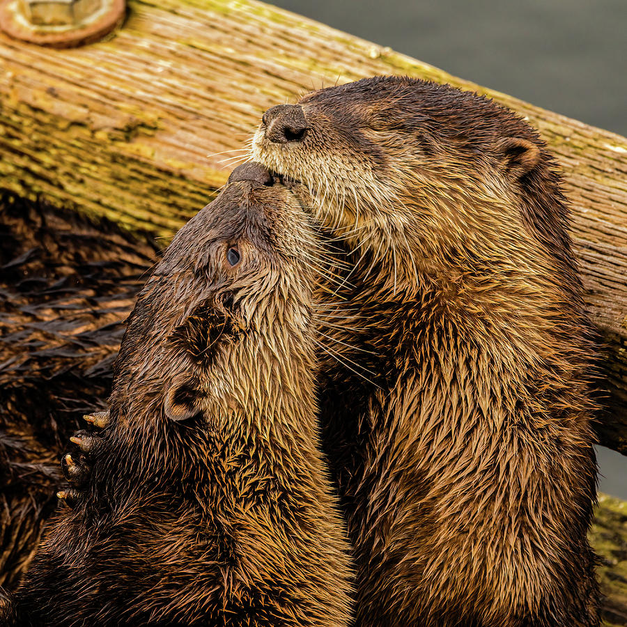 Otter kisses Photograph by Michelle Pennell