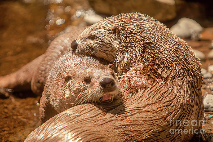 Otter Love Photograph by David Millenheft