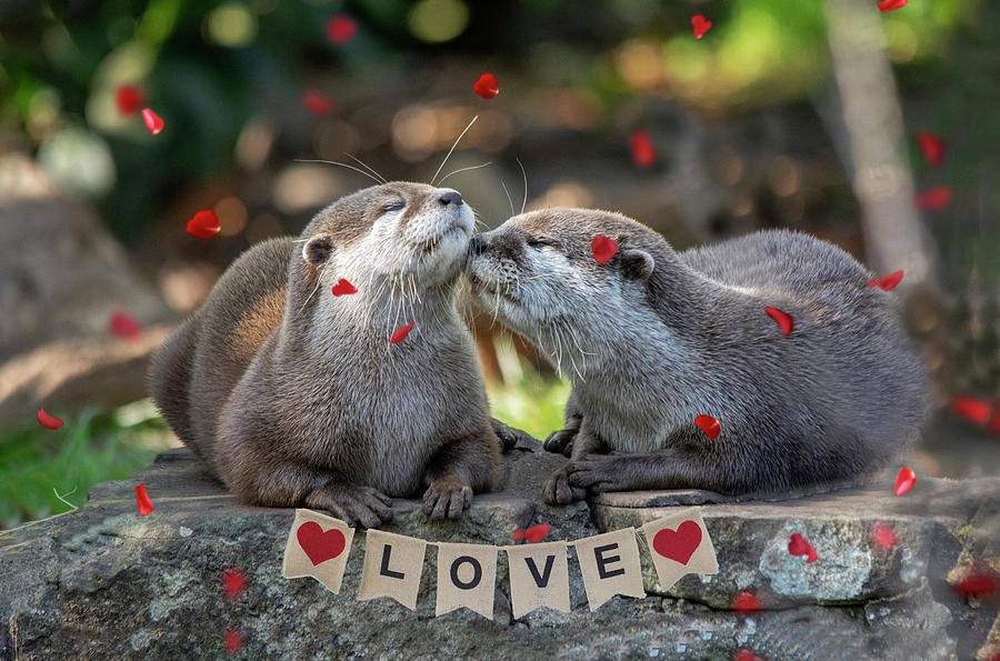 Otter Love valentine special Photograph by Gareth Parkes