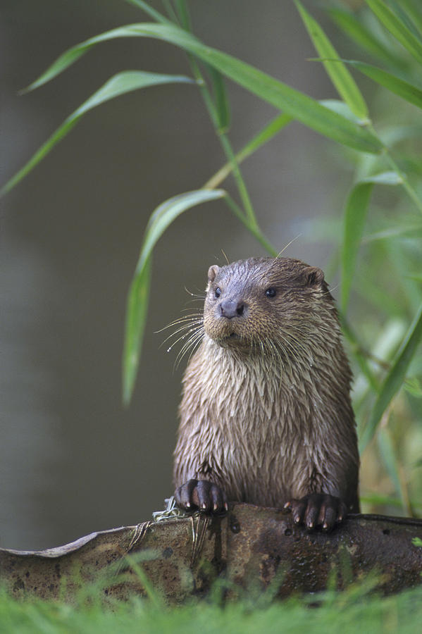 Otter, Lutra lutra, Norfolk, England Photograph by Mike Powles