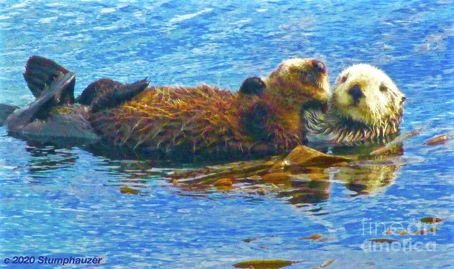 Otters Mother And Baby Photograph
