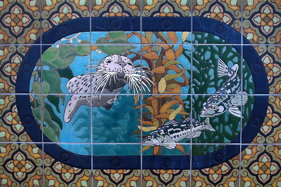 Harbor Seal Mural - Catalina Photograph by Art Block Collections