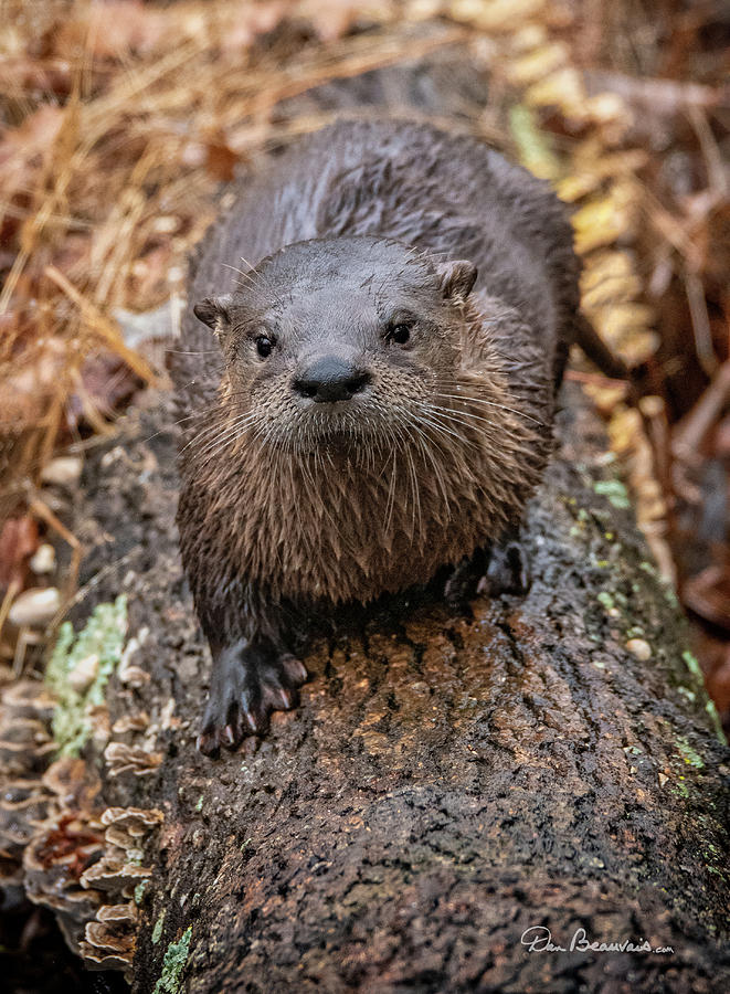 Otter On a Log 4867 Photograph by Dan Beauvais