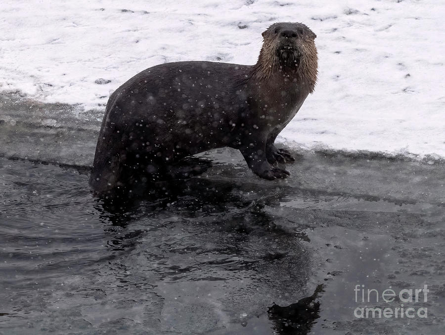 Otter On Ice Photograph