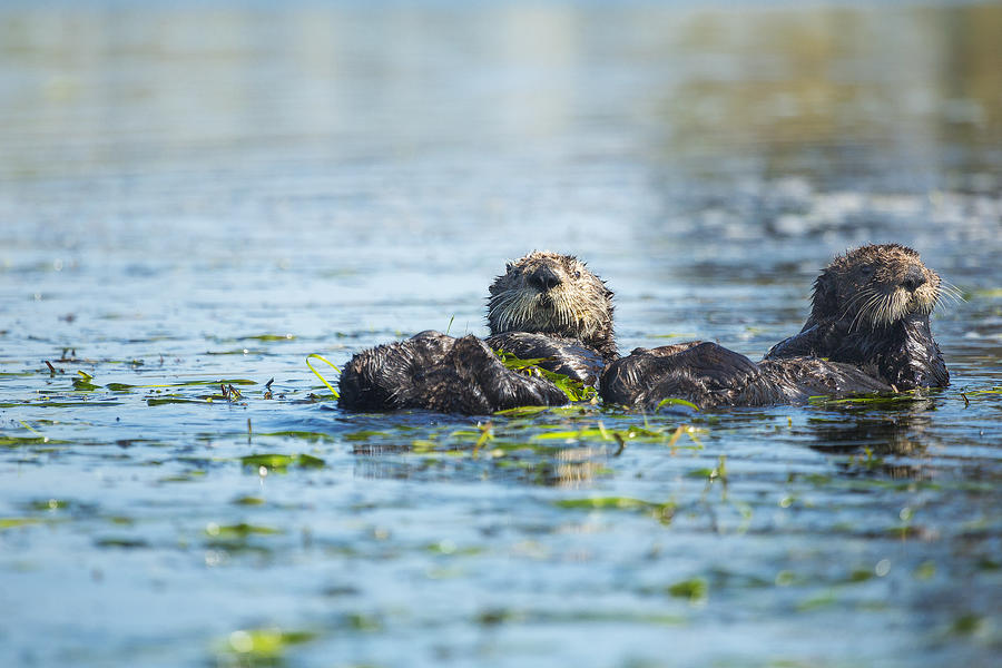 Otter Pals Photograph by Chase Dekker Wild-Life Images