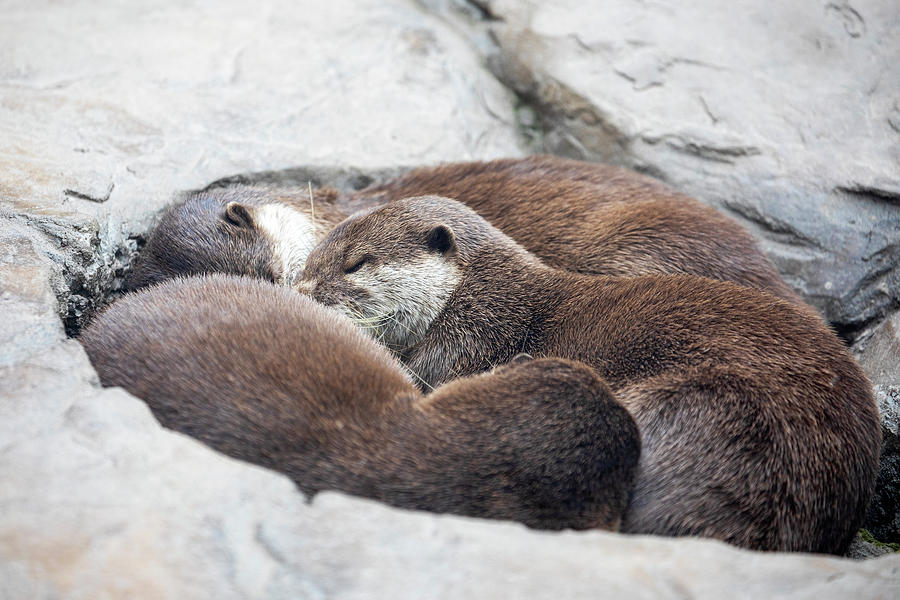 Otter Pups Photograph