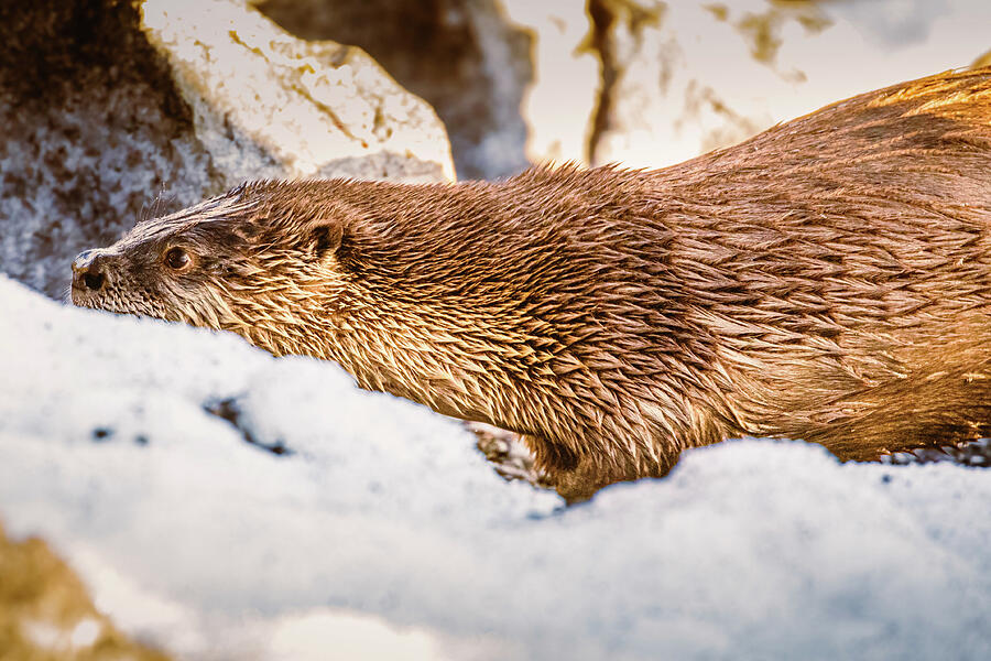 Otter Slide Photograph by Mike Lee